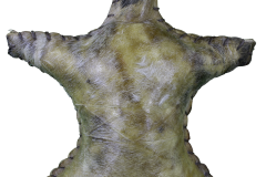 Elk Vessel